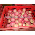 exportation frais rouge délicieux pomme fruit pomme fraîche